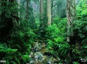 西双版纳野象谷旅游攻略 之 热带雨林