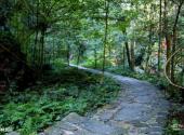 赣州阳岭国家森林公园旅游攻略 之 雨林景区