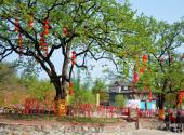 平山佛光山生态风景区旅游攻略 之 夫妻树