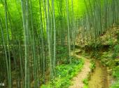 融水元宝山龙女沟旅游攻略 之 竹海