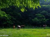 临江花山国家森林公园旅游攻略 之 珍珠门林区风景区