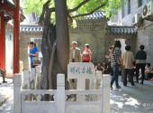 邢台火神庙旅游攻略 之 古槐