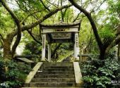 长乐猴屿洞天岩旅游攻略 之 百年茶花