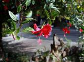 建水朱家花园旅游攻略 之 夏花