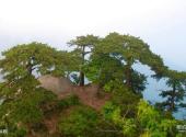 岳西妙道山风景区旅游攻略 之 结义松