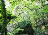 连云港海上云台山旅游攻略 之 森林