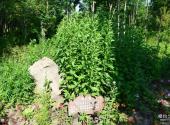 吉林长白山东北亚植物园旅游攻略 之 植物
