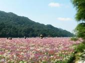 从化石门国家森林公园旅游攻略 之 醉蝶花海