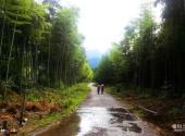 江西大茅山风景名胜区旅游攻略 之 森林