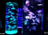 青岛水族馆旅游攻略 之 梦幻水母宫