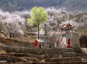 平山佛光山生态风景区旅游攻略 之 杏林听风