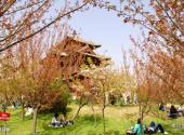 西安青龙寺旅游攻略 之 樱花林