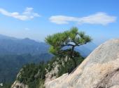 岳西明堂山风景区旅游攻略 之 奇松