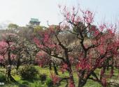 日本大阪城公园旅游攻略 之 梅林