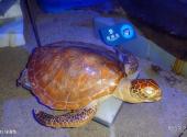 青岛水族馆旅游攻略 之 绿海龟