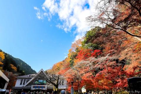 日本赏枫攻略 | 高尾山,此行最佳枫叶隧道小火车! 日本赏枫攻略 | 高尾山,此行最佳枫叶隧道小火车!