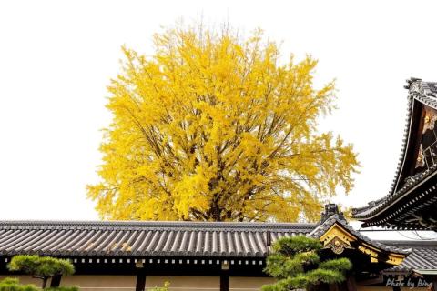 日本赏枫攻略 | 西本愿寺,400年的巨大的银杏精。 日本赏枫攻略 | 西本愿寺,400年的巨大的银杏精。