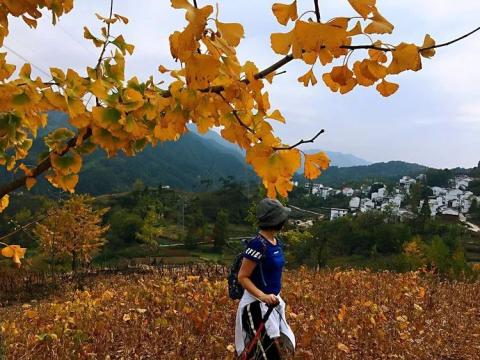白云山村银杏园,看了整个秋季! 白云山村银杏园,看了整个秋季!