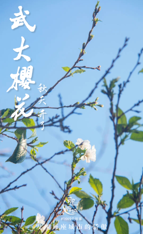 武大樱花又开了：听说你到处说我傻？？？