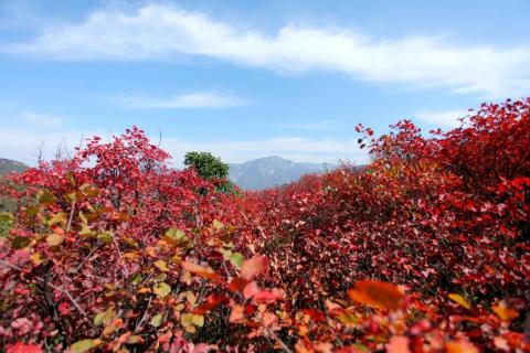 游记|秋登嵩山赏红叶 游记|秋登嵩山赏红叶
