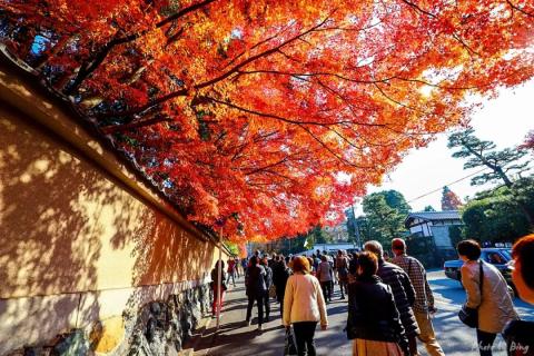 日本赏枫攻略 | 东福寺!不愧是枫叶之王!此行最佳! 日本赏枫攻略 | 东福寺!不愧是枫叶之王!此行最佳!