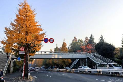 日本赏枫攻略 | 神宫外苑的银杏大道。 日本赏枫攻略 | 神宫外苑的银杏大道。