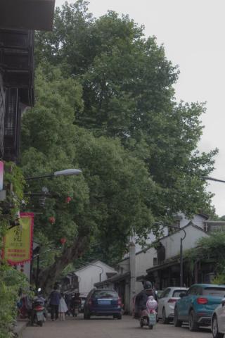 绍兴游记|0门票1日游,鲁迅老家爱了爱了 绍兴游记|0门票1日游,鲁迅老家爱了爱了