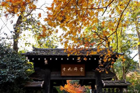 日本赏枫攻略 | 常寂光寺。 日本赏枫攻略 | 常寂光寺。