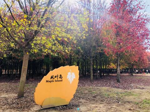 游记|上海金山廊下枫叶岛,赏枫胜地,寻秋之旅 游记|上海金山廊下枫叶岛,赏枫胜地,寻秋之旅