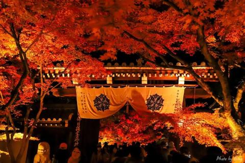日本赏枫攻略 | 永観堂,夜枫。枫叶和人都多到夸张! 日本赏枫攻略 | 永観堂,夜枫。枫叶和人都多到夸张!