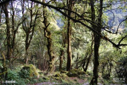 西藏勒布沟景区旅游攻略 之 原始植被