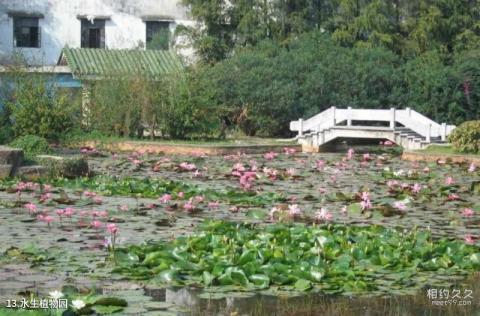 中山紫马岭公园旅游攻略 之 水生植物园