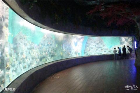 六安梦幻海洋大世界旅游攻略 之 海洋生物
