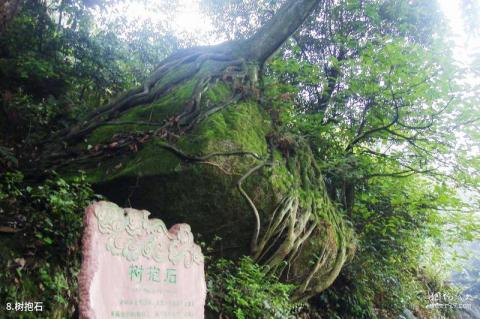 四川老峨山风景区旅游攻略 之 树抱石
