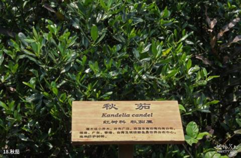 珠海淇澳岛旅游攻略 之 秋茄