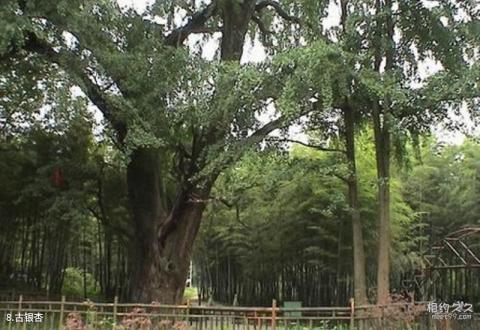 马鞍山濮塘风景名胜区旅游攻略 之 古银杏