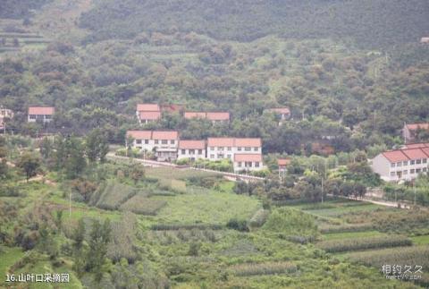迁安山叶口自然风景区旅游攻略 之 山叶口采摘园 迁安山叶口自然风景区旅游攻略 之 山叶口采摘园