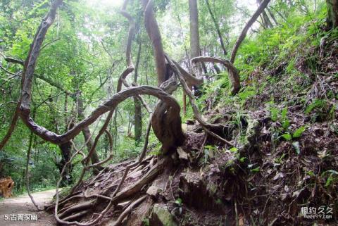 昆明安宁青龙峡风景区旅游攻略 之 古箐探幽