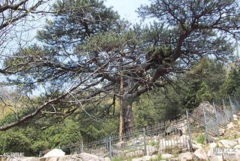 泰安徂徕山国家森林公园旅游攻略 之 迎驾松