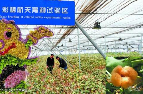 新疆中国彩棉科技园旅游攻略 之 现代化人工气候室