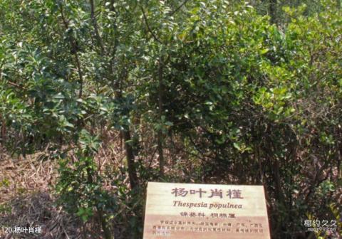 珠海淇澳岛旅游攻略 之 杨叶肖槿