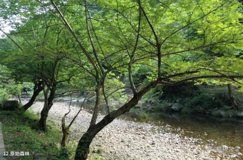 泾县水墨汀溪风景区旅游攻略 之 原始森林