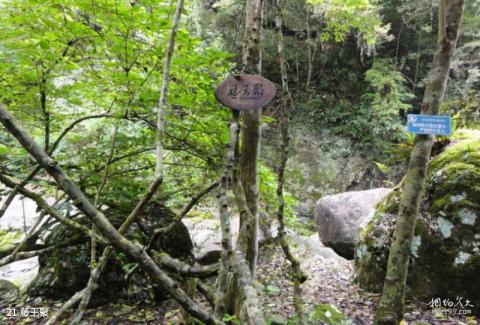 福州皇帝洞大峡谷景区旅游攻略 之 藤王聚