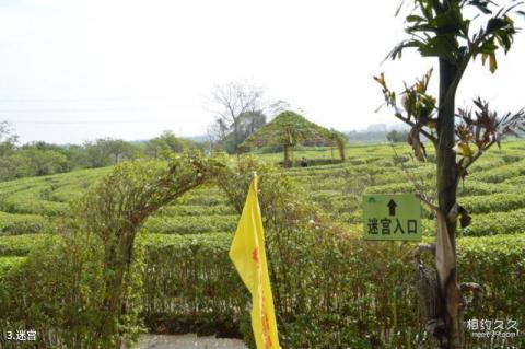 佛山盈香生态园旅游攻略 之 迷宫