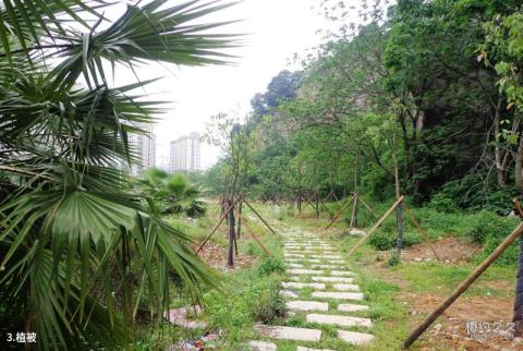温州黄龙山公园旅游攻略 之 植被