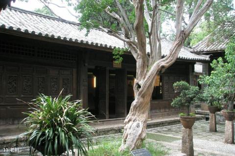 丽江白沙古镇旅游攻略 之 老树