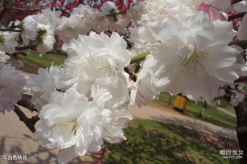 大连英歌石植物园旅游攻略 之 白色桃花