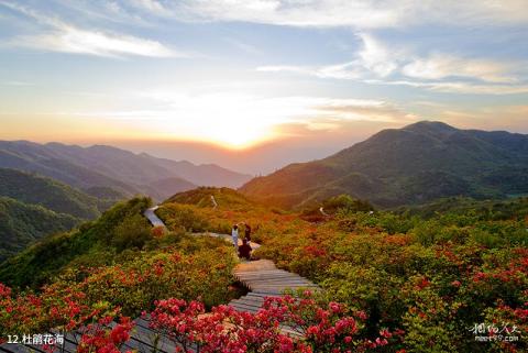 长沙大围山国家森林公园旅游攻略 之 杜鹃花海 长沙大围山国家森林公园旅游攻略 之 杜鹃花海