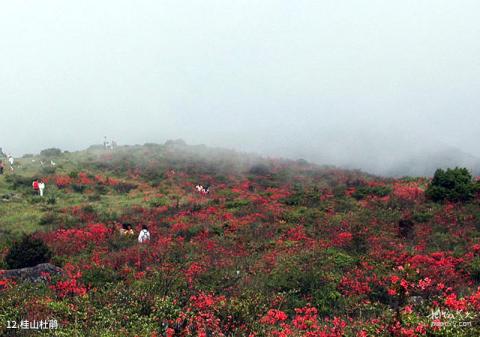 河源桂山风景区旅游攻略 之 桂山杜鹃
