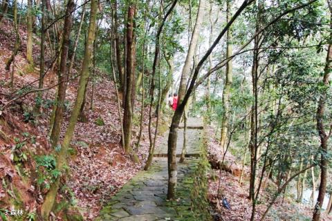 寨寮溪风景名胜区旅游攻略 之 森林